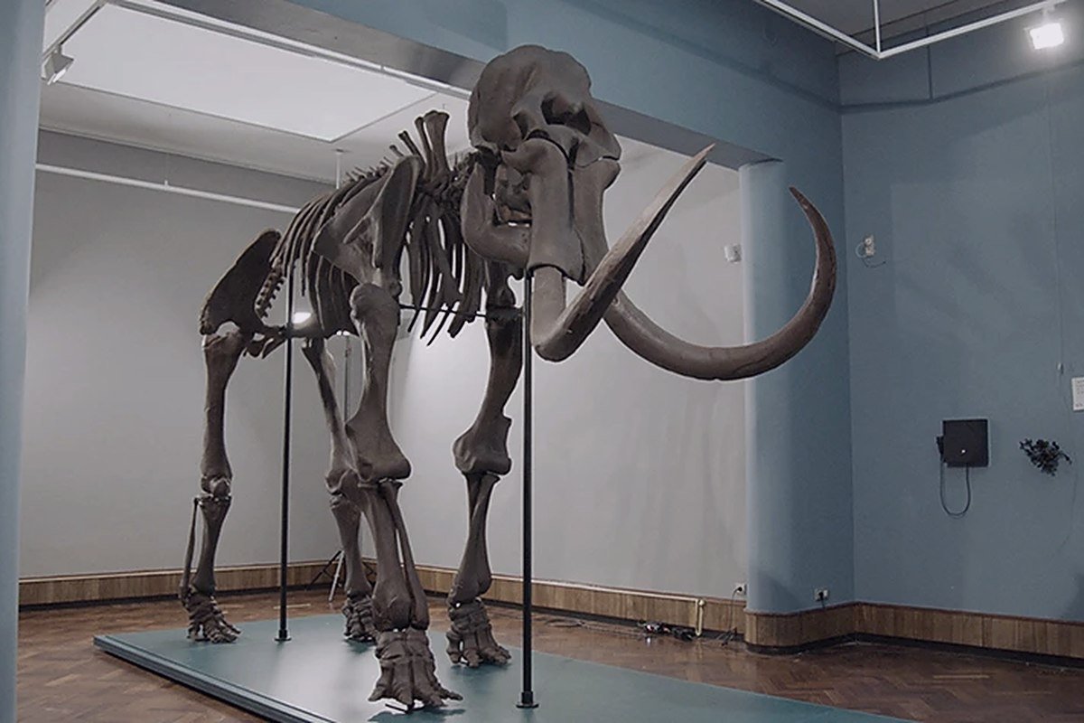 A full-scale skeleton reconstruction at exhibition size